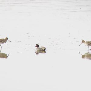 Common Teal