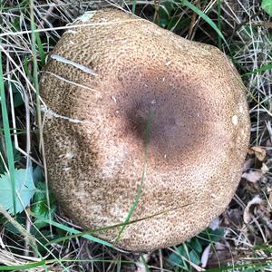 Partridge Mushroom
