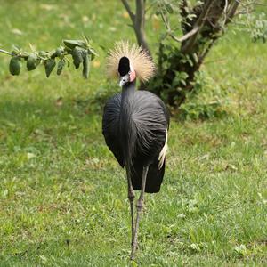Black Crowned-crane