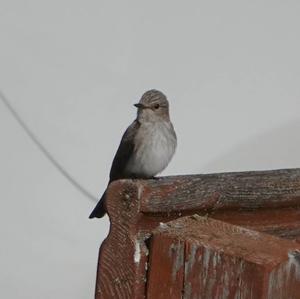 Spotted Flycatcher