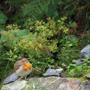 European Robin