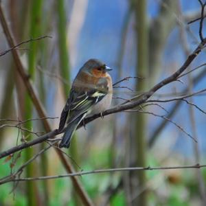 Eurasian Chaffinch