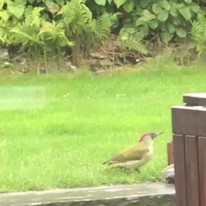 Eurasian Green Woodpecker