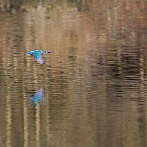 Common Kingfisher