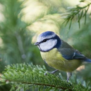 Blue Tit