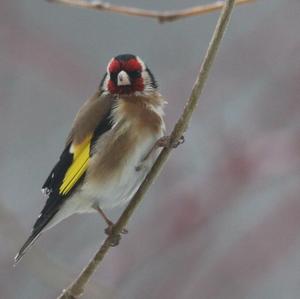 European Goldfinch