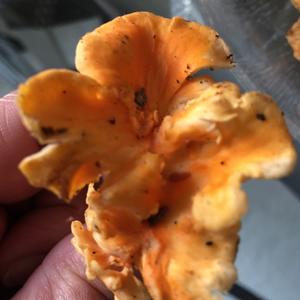 Chanterelle, Common