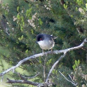 Sardinian Warbler