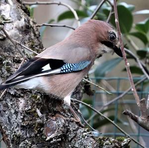 Eurasian Jay