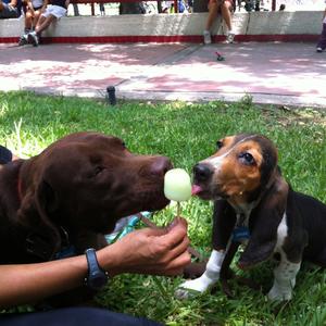Unknown Breed