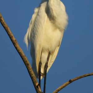 Great Egret