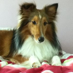 Shetland Sheepdog