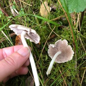 Psathyrella, Common