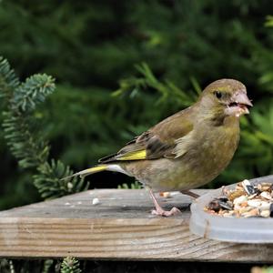 European Greenfinch