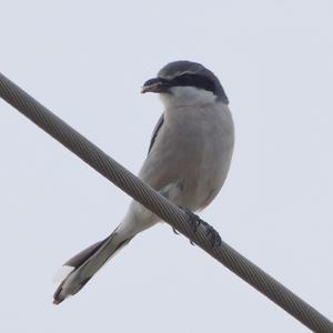 Great Grey Shrike