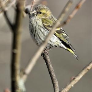 Eurasian Siskin