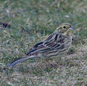 Yellowhammer