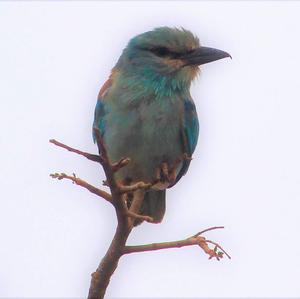 European Roller