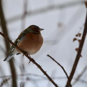 Eurasian Chaffinch