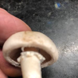 Horse Mushroom