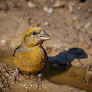 Red Crossbill