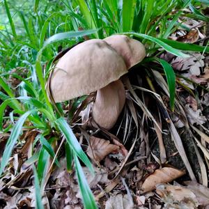 Summer Bolete