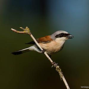 Red-backed Shrike