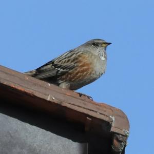 Alpine Accentor