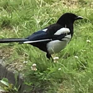 Black-billed Magpie