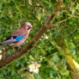 Eurasian Jay