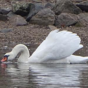 Mute Swan