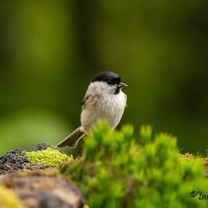 Marsh Tit