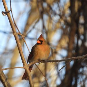 Northern Cardinal