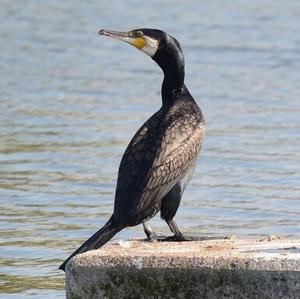 Great Cormorant