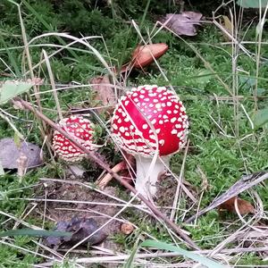 Fly Agaric