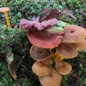 Trumpet Chanterelle