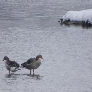 Greylag Goose