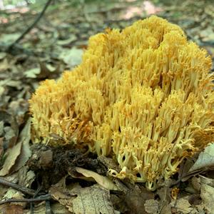 Yellow-brownish Coral