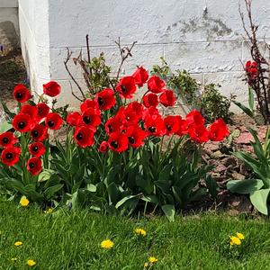 Klatschmohn