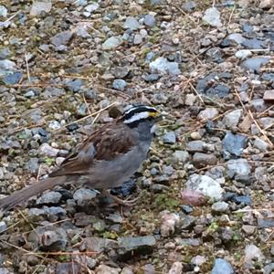 White-throated Sparrow