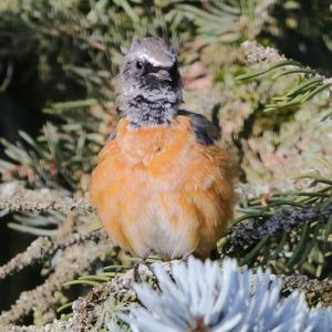 Common Redstart