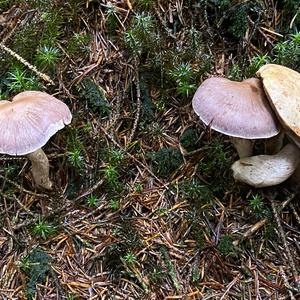 Bay Bolete