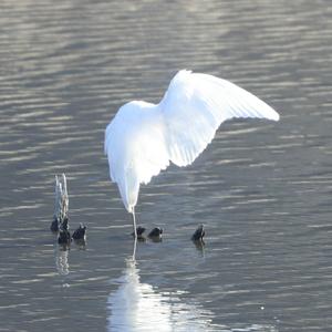 Great Egret