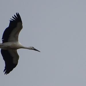 White Stork