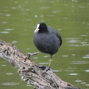 Bläßhuhn