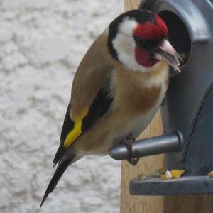 European Goldfinch