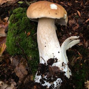 King Bolete