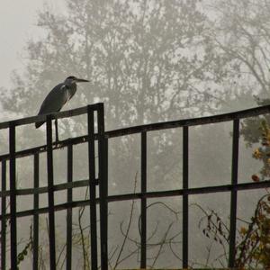 Grey Heron