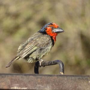 Black-collared Barbet