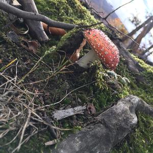 Fly Agaric